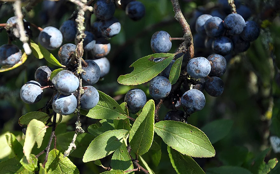 blaue Schlehenfrüchte an Ästen, grüne Schlehenblätter