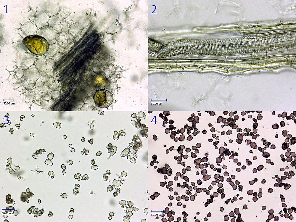 4 mikroskopische Bilder der gepulverten Droge