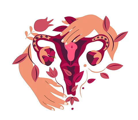 Illustration eines weiblichen Zyklus mit Händen vor einem Uterus