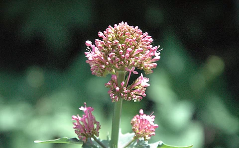 Baldrianblüte