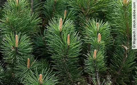 Zweige der Latschenkiefer