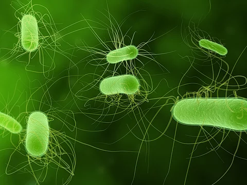Illustration: E. coli-Bakterien grün eingefärbt