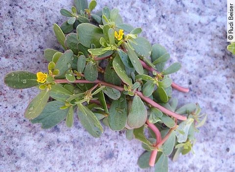 Frische Portulak-Zweige auf violettem Hintergrund