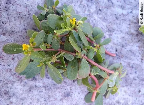 Frische Portulak-Zweige auf violettem Hintergrund