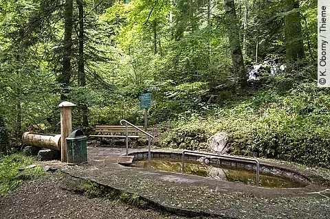 Kneipp-Kurbecken im Wald