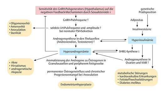 Grafik: Pathomechanismus des PCOS