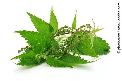 frische Brennnesselblätter mit Blüten