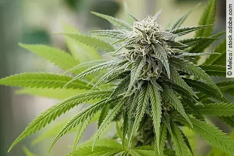 Marihuanablüte