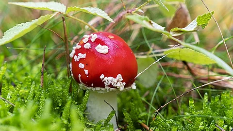 Fliegenpilz im Wald