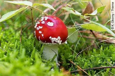 Fliegenpilz im Wald