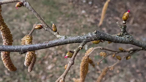 Macro shot of small, pink and magenta female buds and flowers at the tips of branches of the hazelnut tree. The flowers bloom before the leaves emerge. Hazelnuts in bloom Makroaufnahme von Hasel-Knospen
