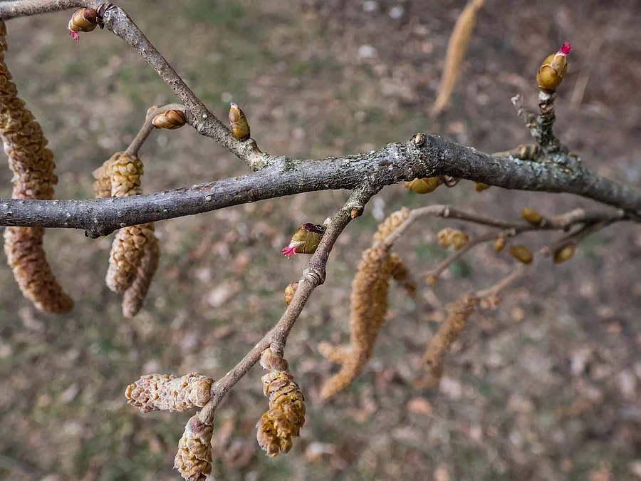 Makroaufnahme von Hasel-Knospen