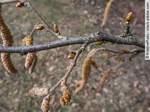 Makroaufnahme von Hasel-Knospen