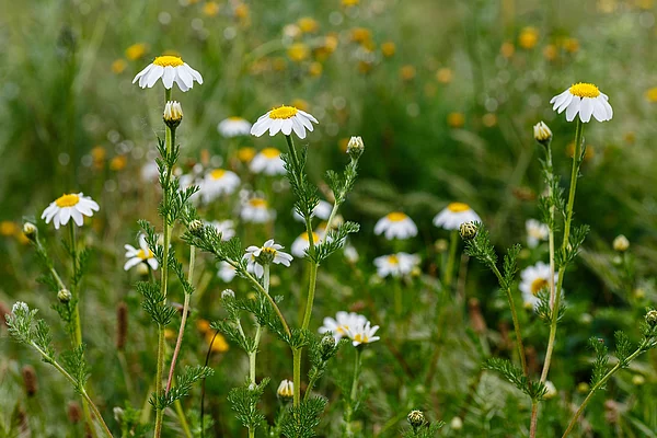 Kamillenblüten auf einem Feld.