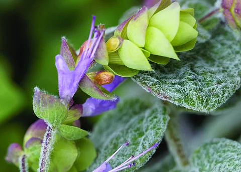Origanum dictamnus L. in der Nahaufnahme.