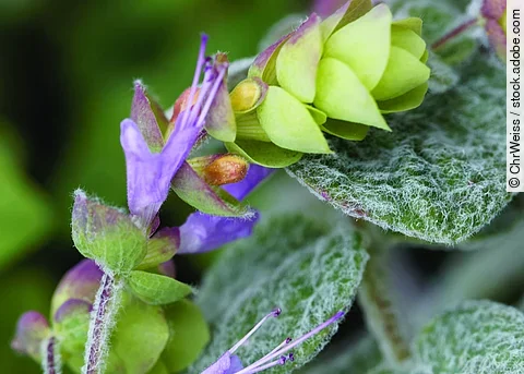 Origanum dictamnus L. in der Nahaufnahme.