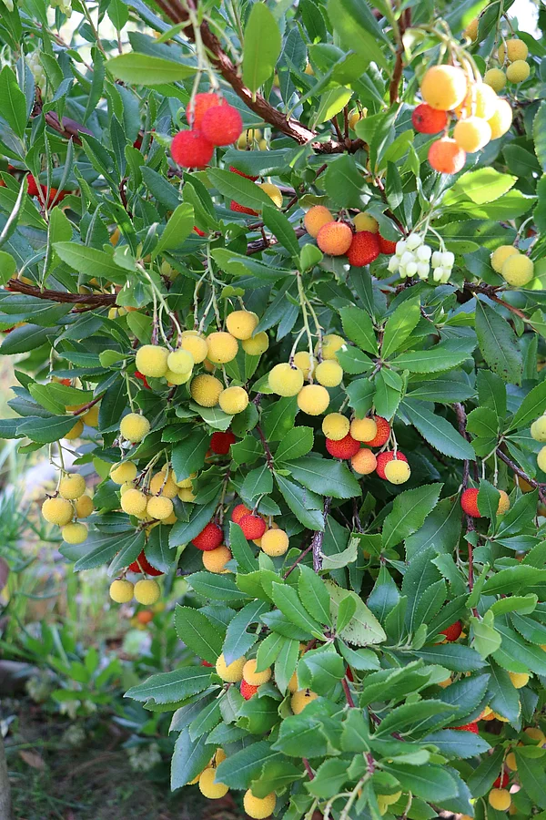 Gelbe und rote Früchte des Arbutus unedo im Herbst.
