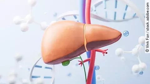 Illustration: Leber mit zuführenden Blutgefäßen