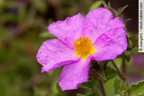 Kretische Zistrose, Blüte