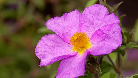 Kretische Zistrose Kretische Zistrose, Blüte