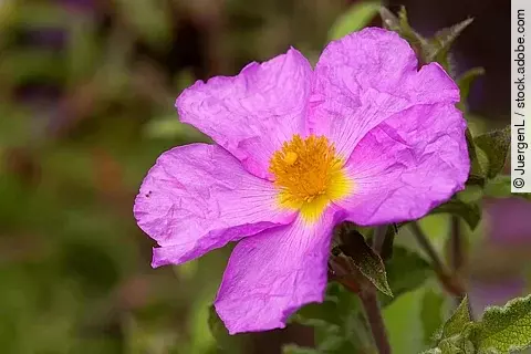 Kretische Zistrose, Blüte