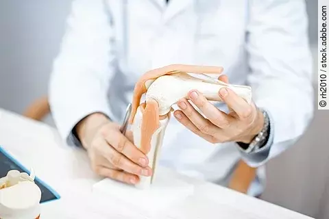 Ein Arzt zeigt ein Kniegelenk-Modell