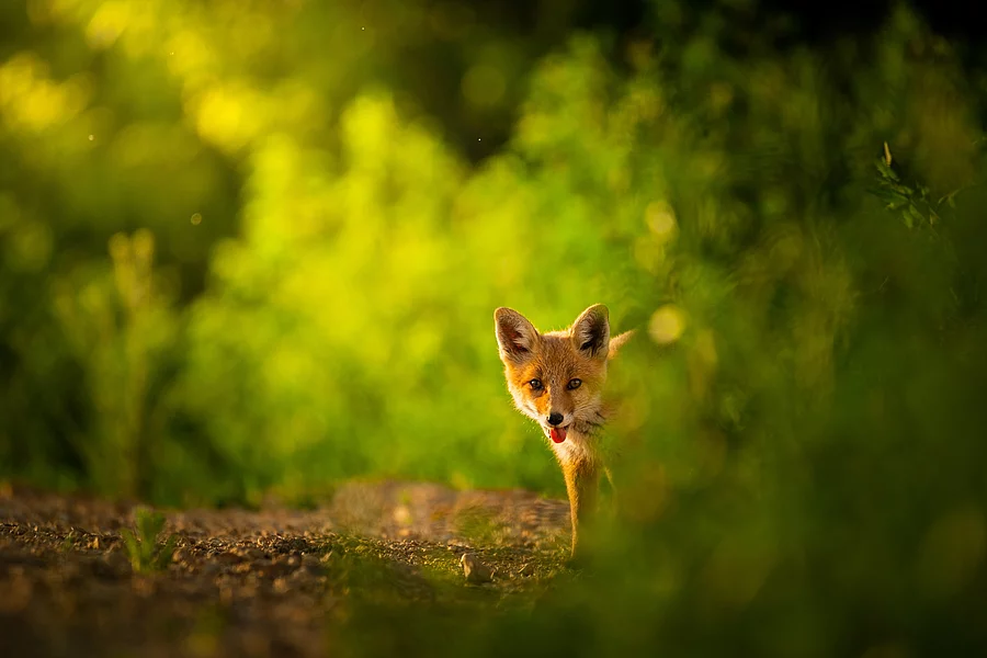 Fuchs im Wald Fuchs im Wald