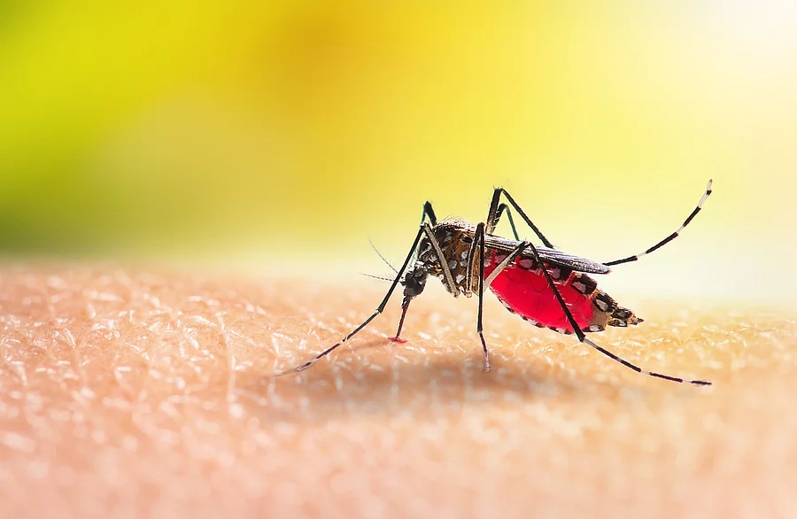 Aedes mosquitoe is sucking blood on human skin Tropische Stechmücke auf menschlicher Haut