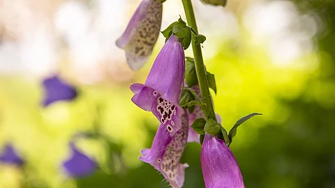 Nahaufnahme: Blüten des roten Fingerhuts Nahaufnahme: Blüten des roten Fingerhuts