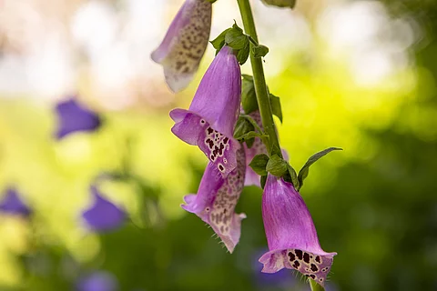 Nahaufnahme: Blüten des roten Fingerhuts 