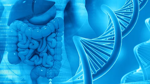 Konzept des Menschlichen Verdauungssystems mit DNA-Strang