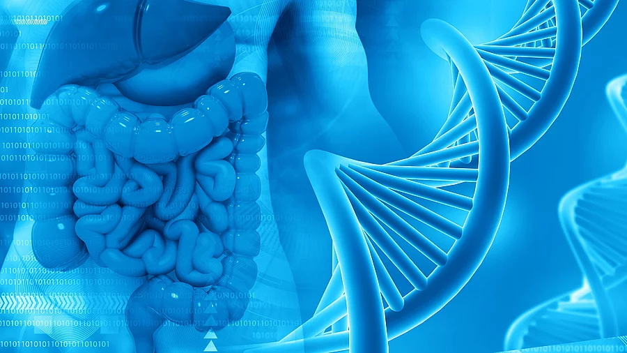 Konzept des Menschlichen Verdauungssystems mit DNA-Strang