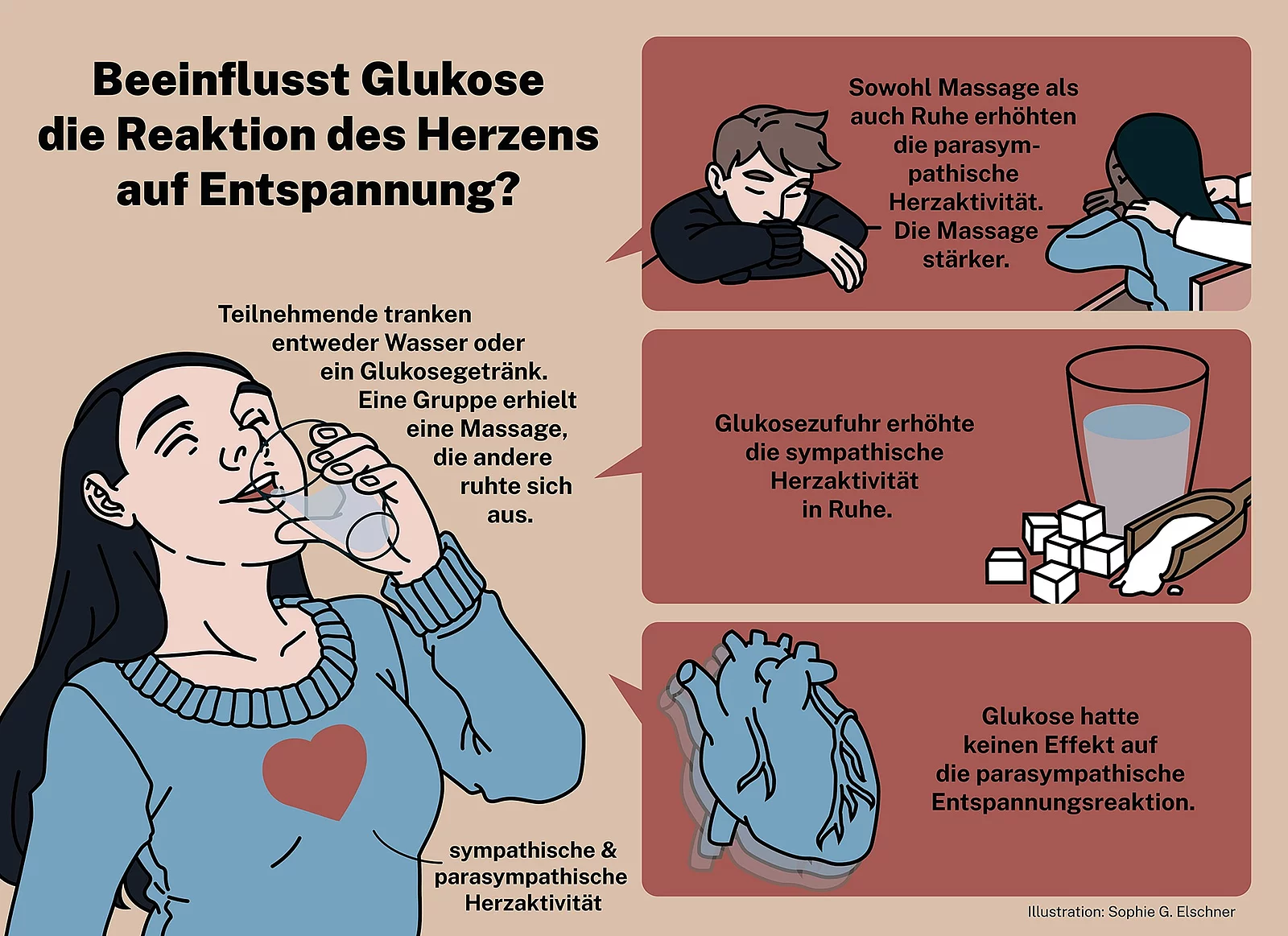 Grafik zum Ablauf der Studie: Probanden trinken Glukosegetränk oder Wasser und werden massiert oder ruhen nur aus.
