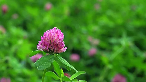 Blüte des Rotklees vor einer grünen Wiese