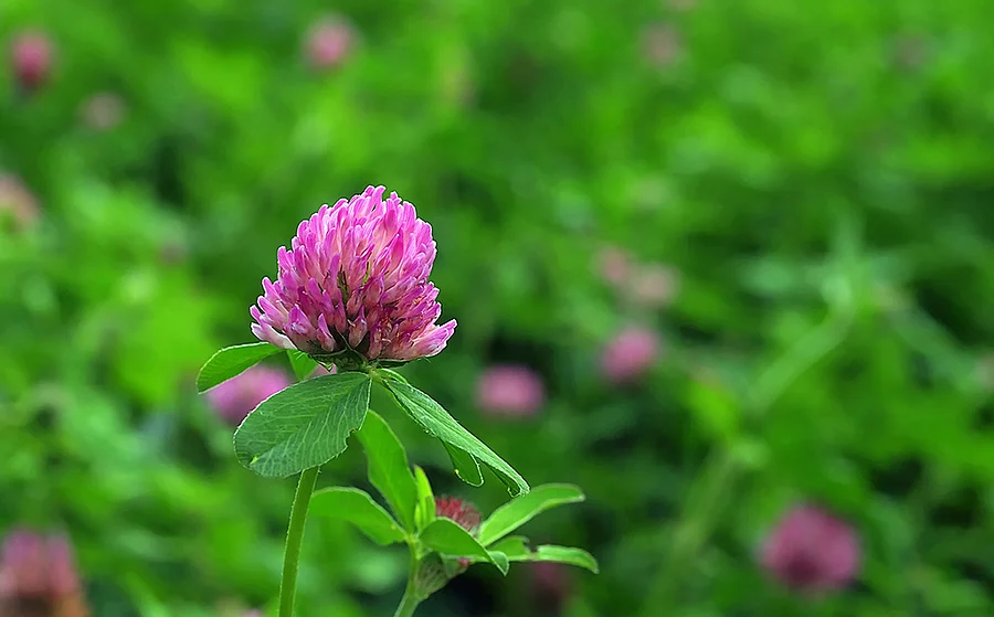 Blüte des Rotklees vor einer grünen Wiese