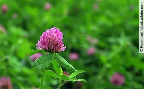 Blüte des Rotklees vor einer grünen Wiese