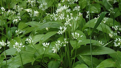 Bärlauch mit Blüten
