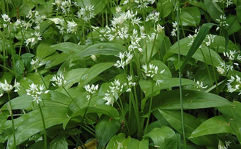 Bärlauch mit Blüten