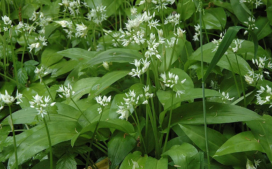 Bärlauch mit Blüten