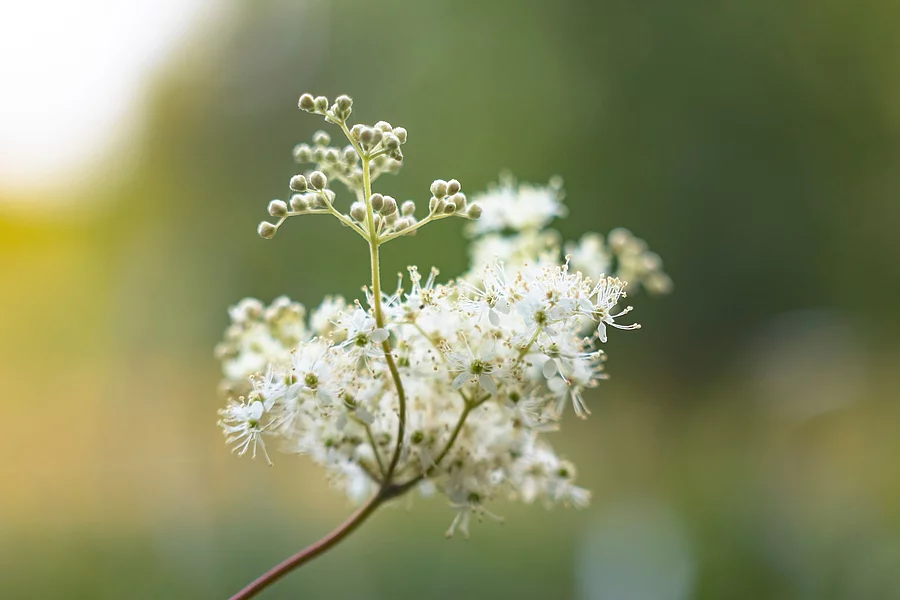 Mandelsüß in der Nahaufnahme mit geöffneten Blüten.