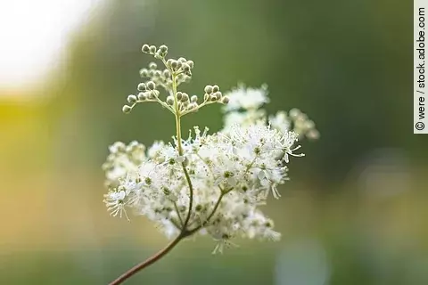 Mandelsüß in der Nahaufnahme mit geöffneten Blüten.