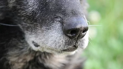 alter Deutscher Schäferhund mit grauer Schnauze Schäferhund, Schnauze
