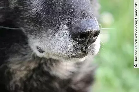 Schäferhund, Schnauze