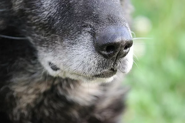 alter Deutscher Schäferhund mit grauer Schnauze Schäferhund, Schnauze