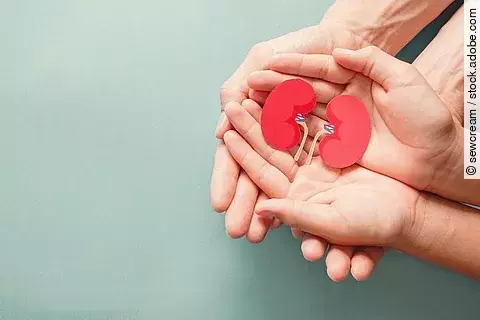 Hände halten rote Nieren aus Papier