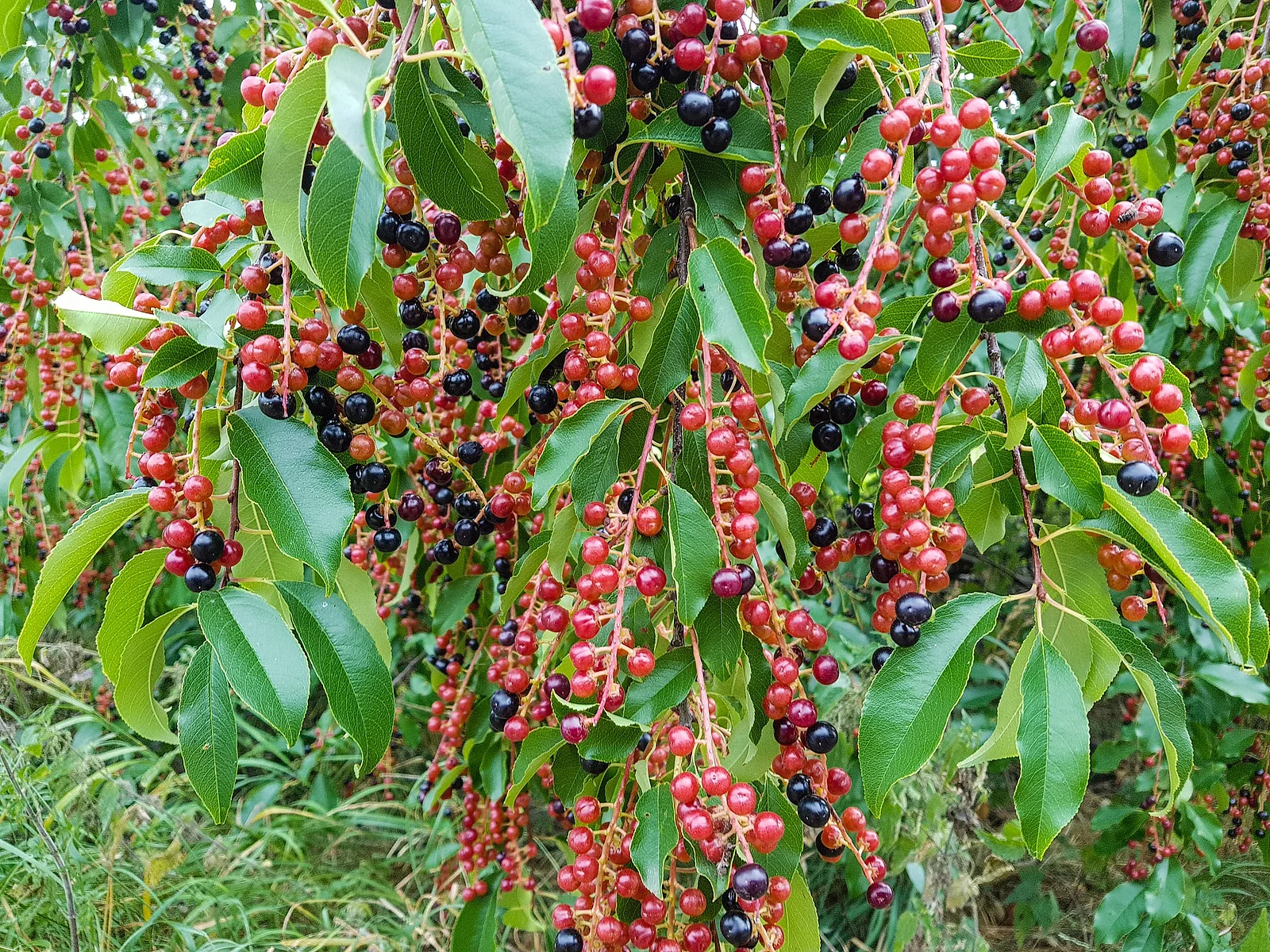 Traubenkirsche - Prunus serotina mit Früchten.