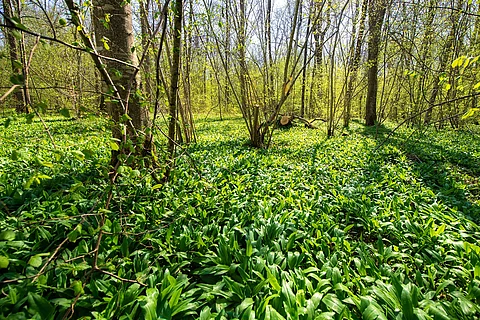 Bärlauchwald