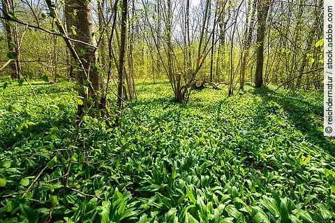 Bärlauchwald