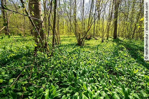 Bärlauchwald