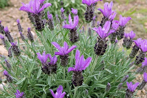 Schopflavendel in der Nahaufnahme auf einem Feld.
